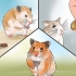 Je zieke hamster versorgen
