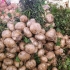 Jicama schillen