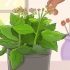 Snoei kalanchoe