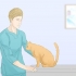 Katten laat stop met plassen op die tapijt