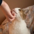 Katten opvoeden