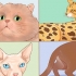Kattenrassen herkennen