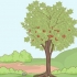 Plant kersiepitte