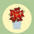 Versorging van poinsettias