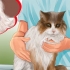 Knobbels op jy kat identifiseer
