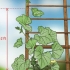 Snoei komkommerplante