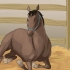 Kreupelheid by paarden behandel