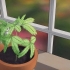 Herb‐moenie .stirme‐