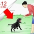 Labrador retrievers opleiding