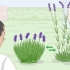 Kweek laventel in potte