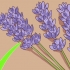 Snoei en oes van laventel
