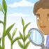 Deel en verplant lelies