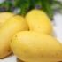 Mango's pasop