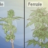 Onderskei manlike cannabisplante van vroulike plante