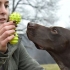 Met jou hond speel