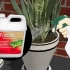 Verwyder miere uit plantpotte