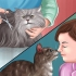 Muizenvallijm van 'n kattenpootje verwyder
