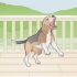Ongewenste gedrag van jou hond corrigeren
