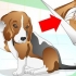 Oorontstekingen by honde behandelen