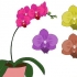 Phalenopsis-orgideë (vlinder-orgideë) sorg