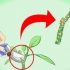 Plumeria steggies