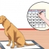 Puppypads en zindelijkheidstraining combineren