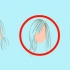 Teken realistiese hare
