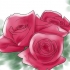 Kweek rose