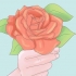 Plant rose