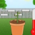 Voortplanting van rose