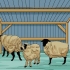 Schapen versorgen