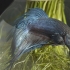 Siamese kempvissen kweken