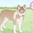 Siberiese husky se fokken