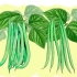 Groeiende groenbone