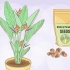 Groeiende strelitzia