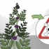 Toets of 'n plant eetbaar is