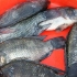Tilapia braai