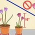 Kweek tulpe in potte