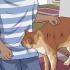 Vacht van katten ontklitten