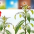 Verbena snoei