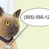 Verhuizen met 'n kat
