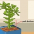 Vetplante propageer deur hul blare