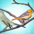Vogels aantrekken