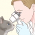 Voor 'n blinde kat sorg