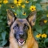 Voor 'n duitse herder sorg