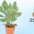 Die versorging van 'n ficus