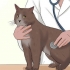 Voor 'n kat met felv sorg