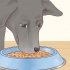 Vir 'n labrador retriever sorg
