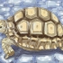 Voor 'n landschildpad sorg