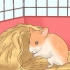 Voor hamsterbaby se sorg